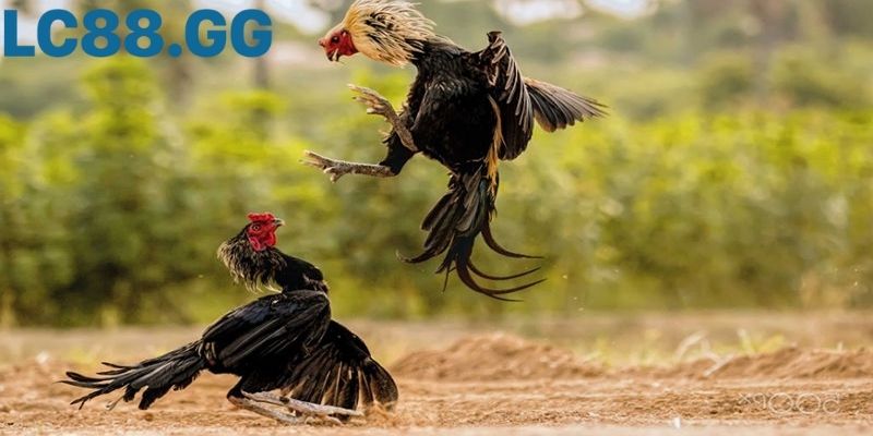 Trực tiếp đá gà Campuchia: hiểu đúng, xem hay, trách nhiệm Phong cách ra đòn đặc trưng tại sới Thomo