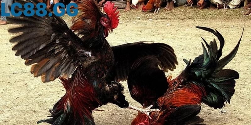 Đá gà Thomo: Nguồn gốc, luật chơi đến trải nghiệm thực tế Góc nhìn sới gà Thomo lúc khán đài kín chỗ