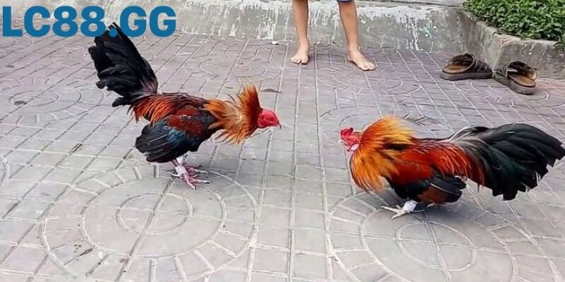 Đá gà Thomo: Nguồn gốc, luật chơi đến trải nghiệm thực tế Khoảnh khắc nhập cuộc của hai chiến kê
