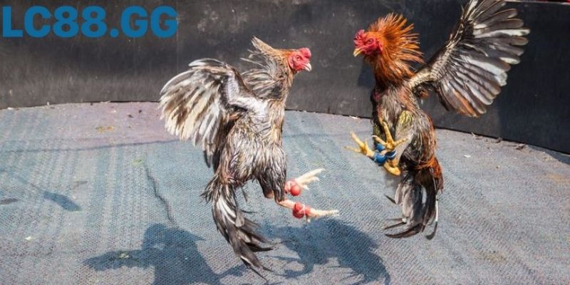 Đá gà Thomo: Nguồn gốc, luật chơi đến trải nghiệm thực tế Quan sát đòn cánh, chân và nhịp thở chiến kê